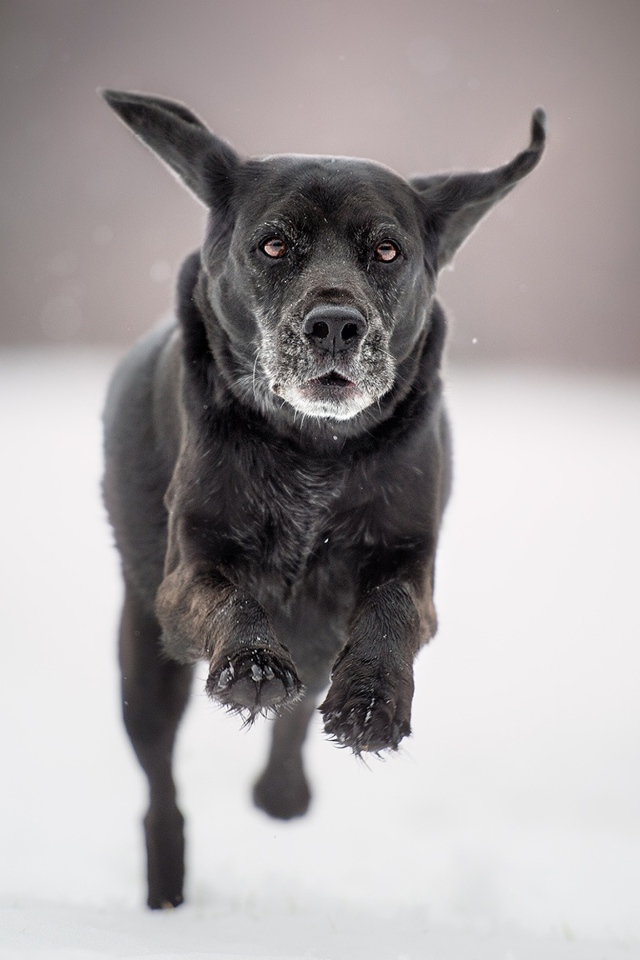 Черная собака бежит по белому снегу