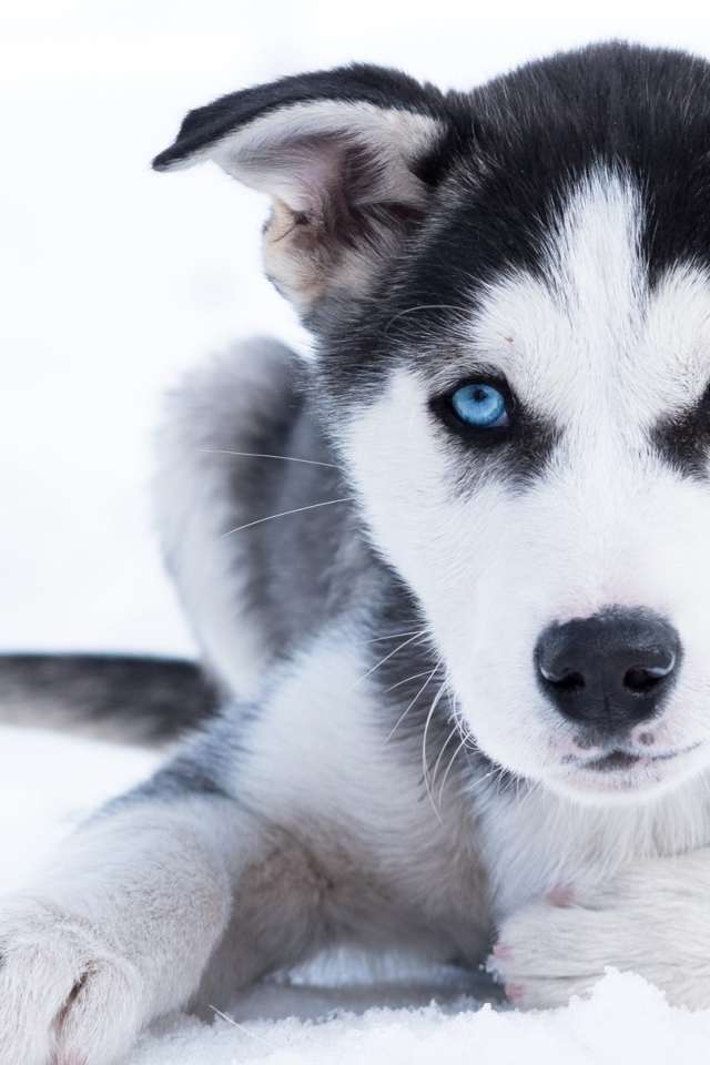 Голубоглазый щенок хаски лежит на снегу
