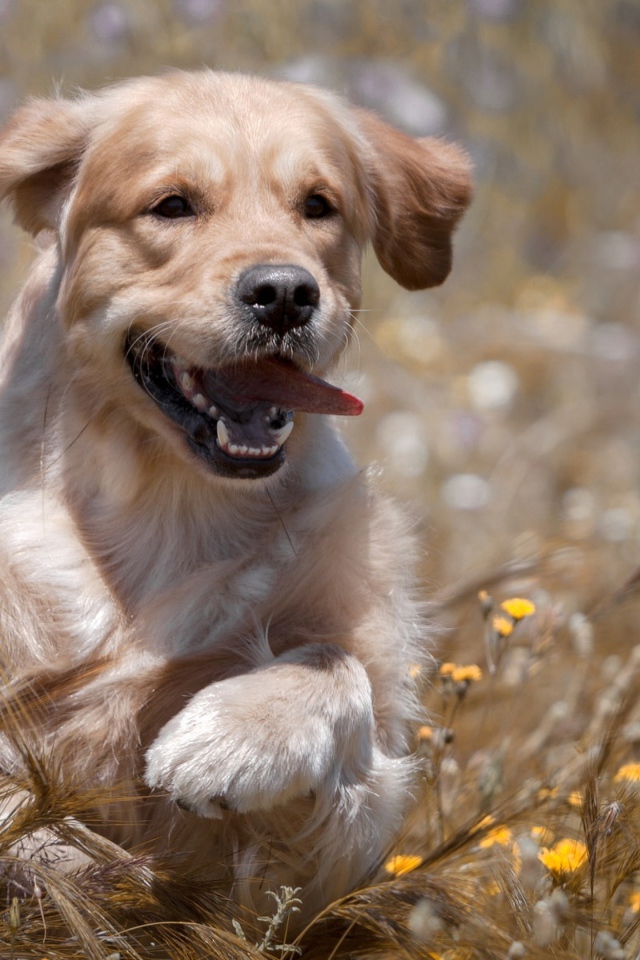 Веселый золотистый ретривер бежит по пшеничному полю