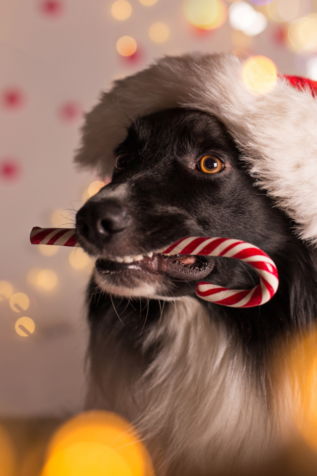 Собака в красном колпаке Санта Клауса с конфетой в зубах на Новый год 