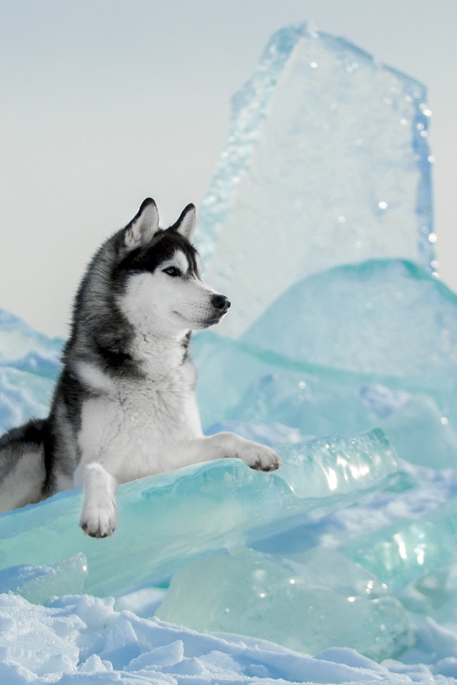 Собака  породы хаски лежит на голубой льдине