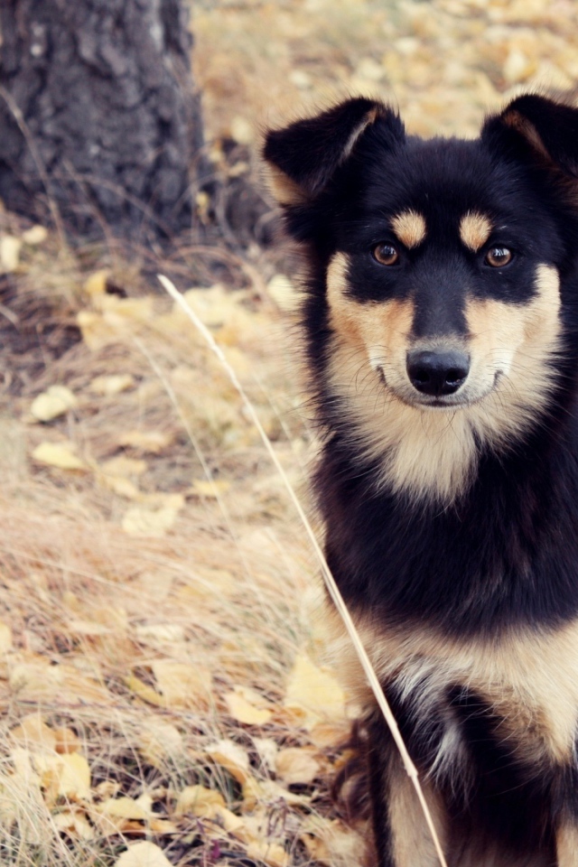 Собака сидит на сухой траве осенью