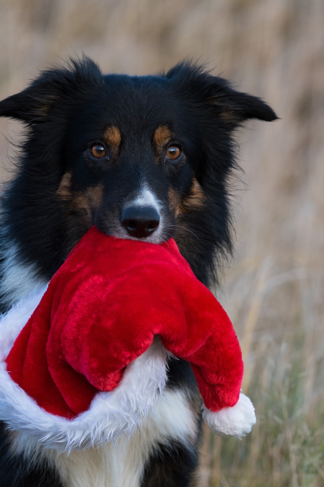 Собака с шапкой Санта Клауса в зубах 