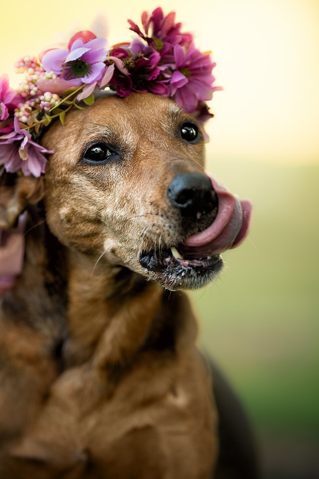 Собака с высунутым языком с венком на голове 