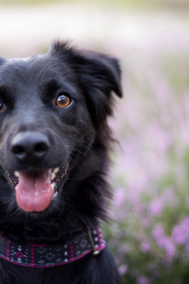 Забавная черная собака с высунутым языком