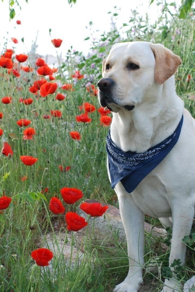 Золотистый ретривер с платком на шее сидит в красных маках