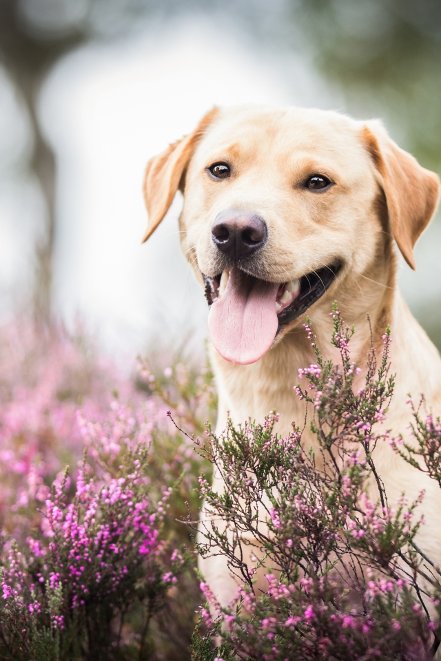 Золотистый ретривер с высунутым языком сидит в розовых цветах 
