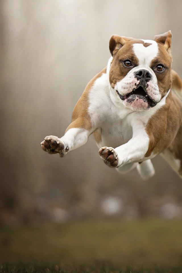 Довольный породистый пес бежит по траве