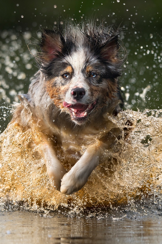 Радостная собака бежит по воде