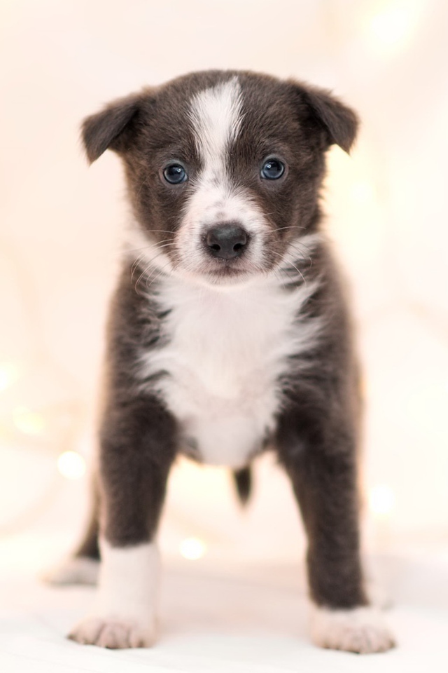 Маленький забавный щенок