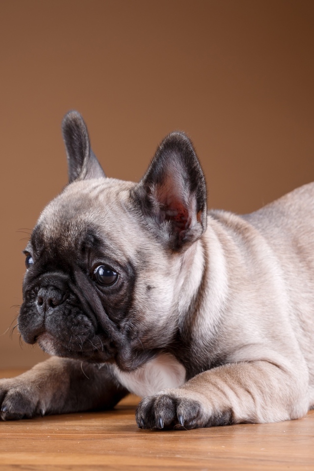 Маленький забавный щенок французского бульдога