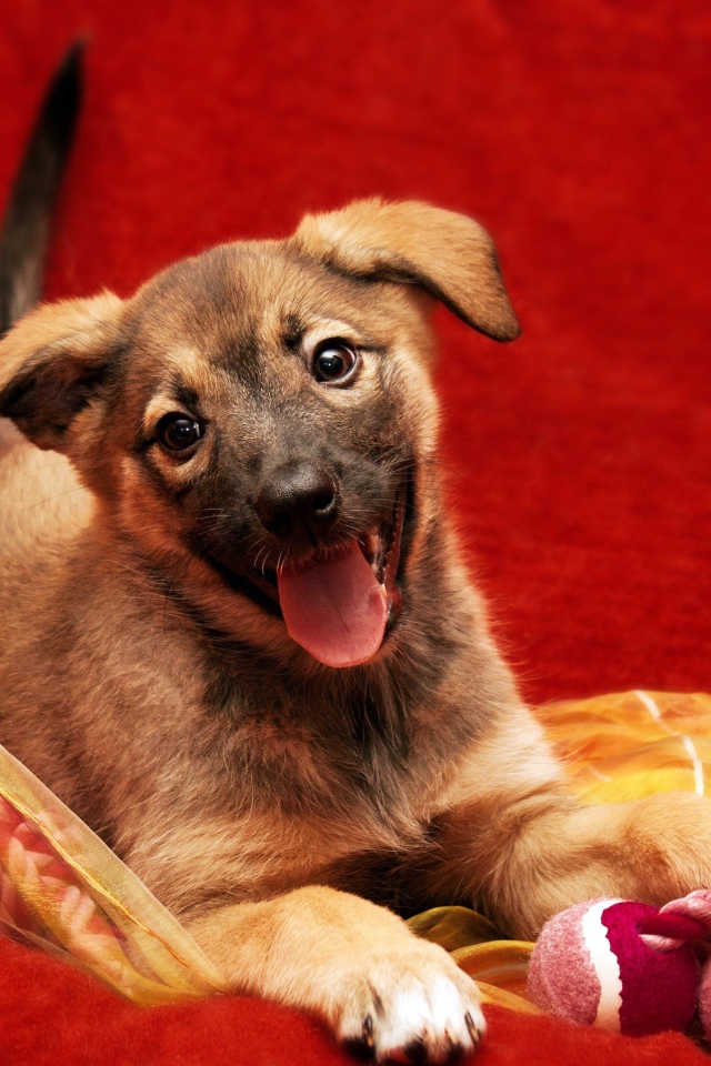 Маленький забавный щенок с высунутым языком