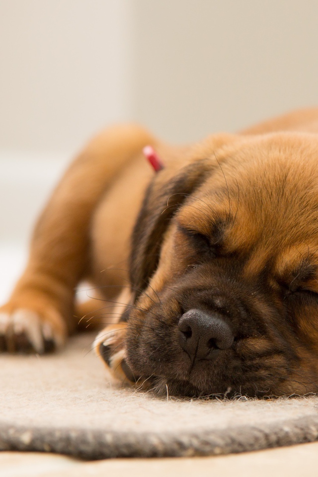 Маленький забавный спящий щенок на полу