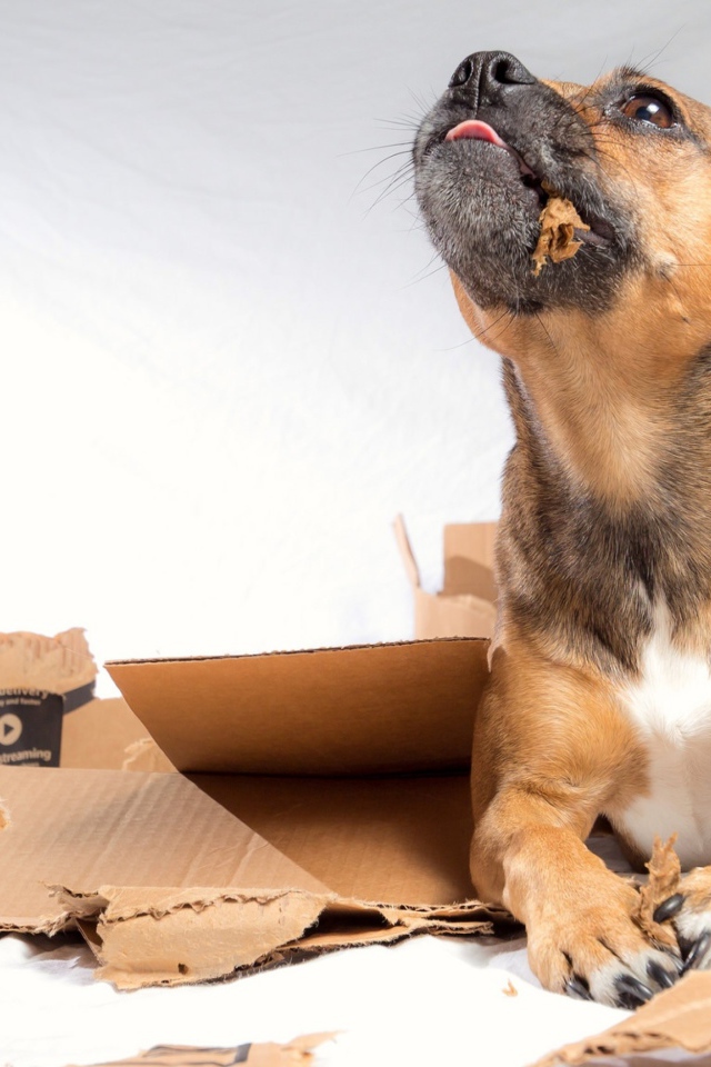 Маленький щенок грызет коробку 