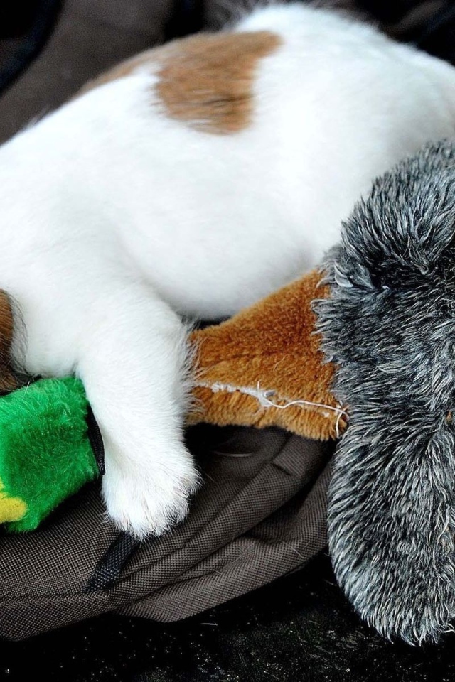 Маленький щенок спит с игрушкой