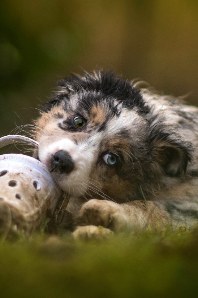 Маленький щенок австралийской овчарки грызет обувь 