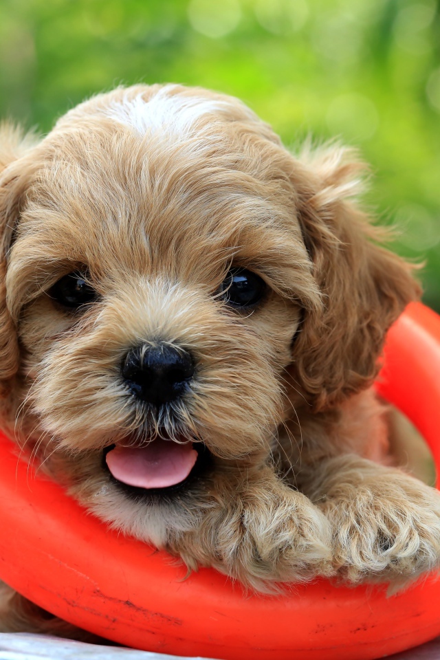 Маленький щенок со спасательным кругом