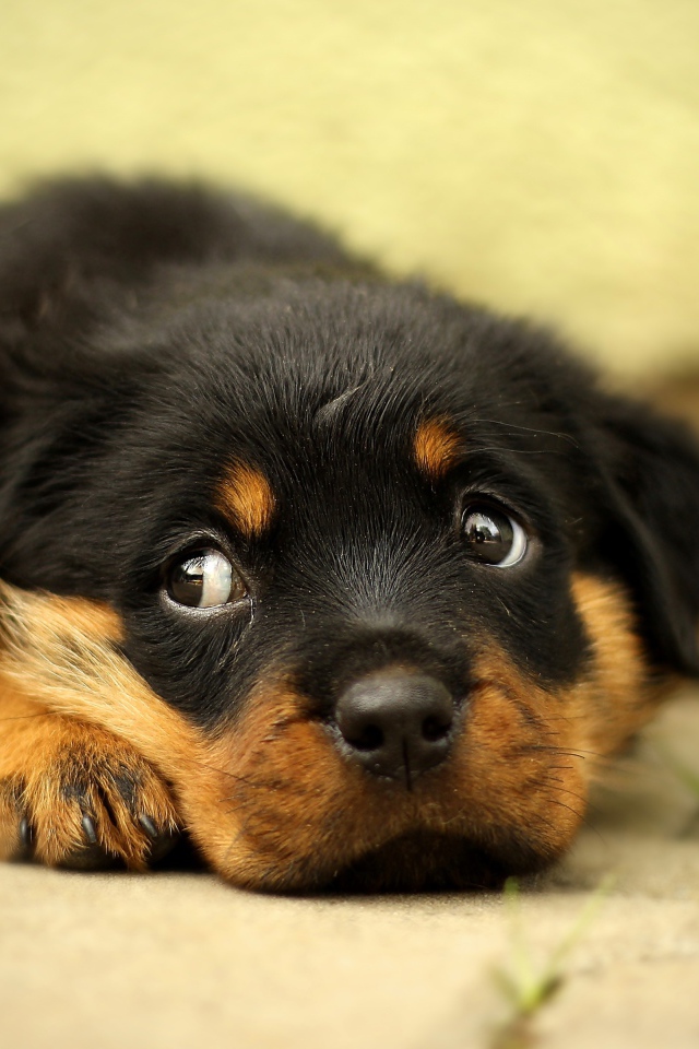 Маленький грустный щенок ротвейлера