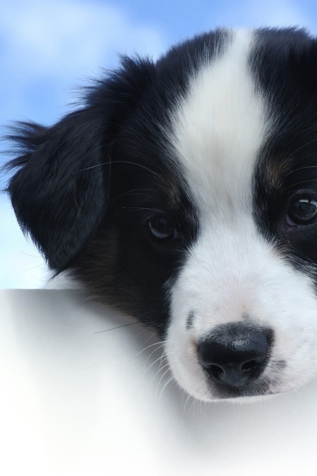 Маленький грустный щенок породы бордер колли