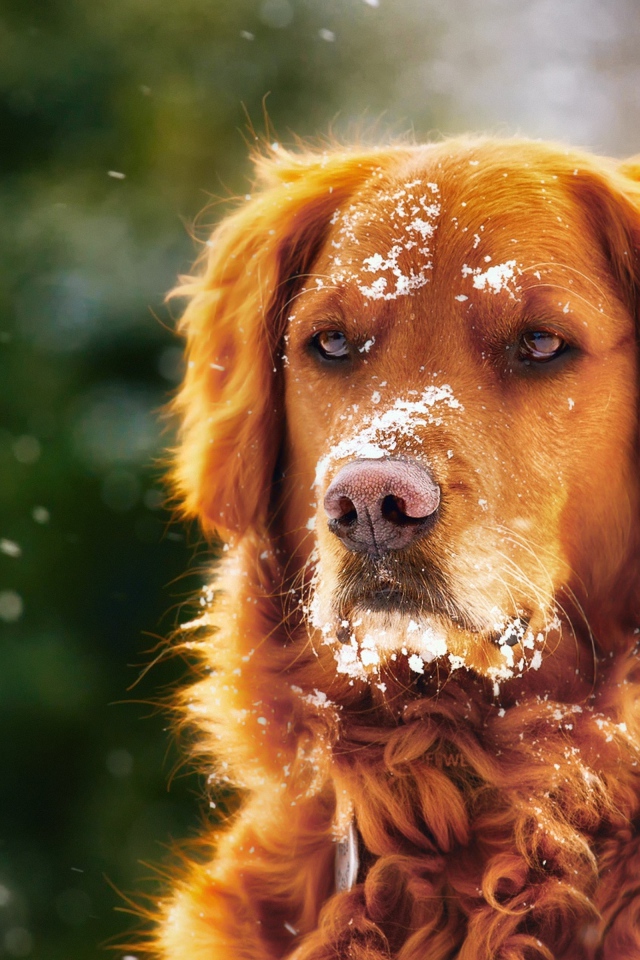 Породистая собака с мордой в снегу