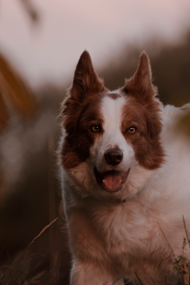 Породистая собака с открытой пастью