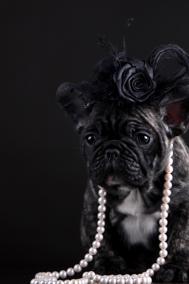 Щенок французского бульдога в бусах и шляпке