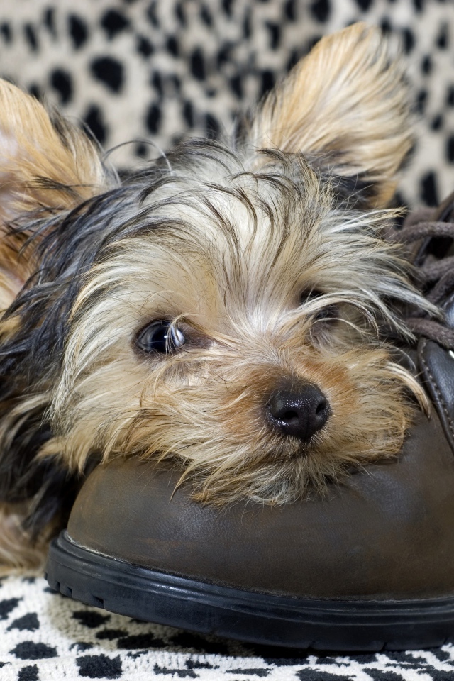 Щенок йоркширского терьера спит на кожаном ботинке