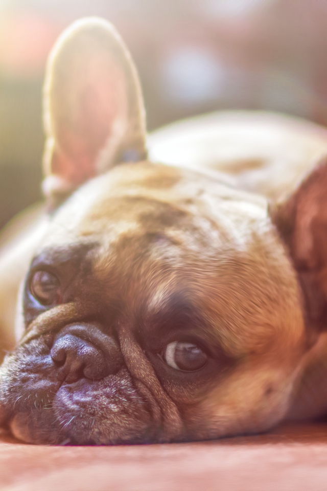 Грустный французский бульдог лежит на полу