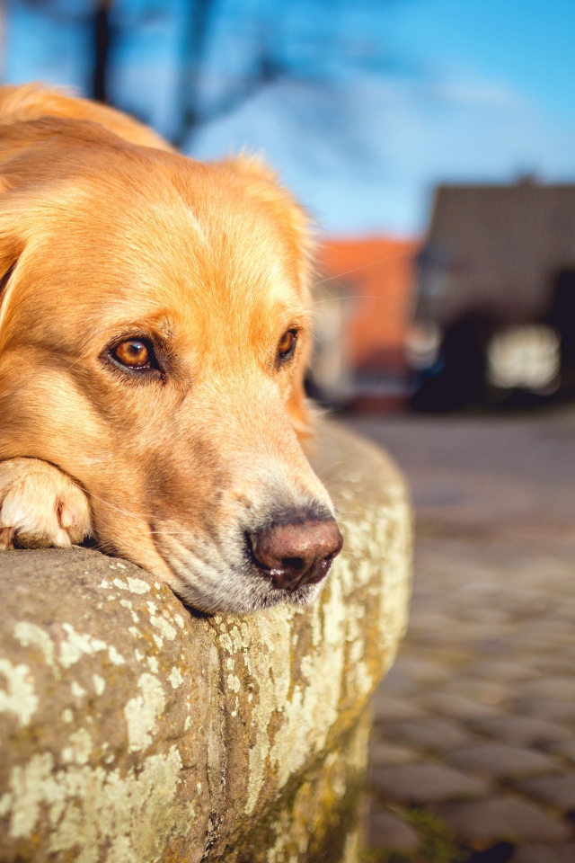 Грустный рыжий пес лежит у дороги