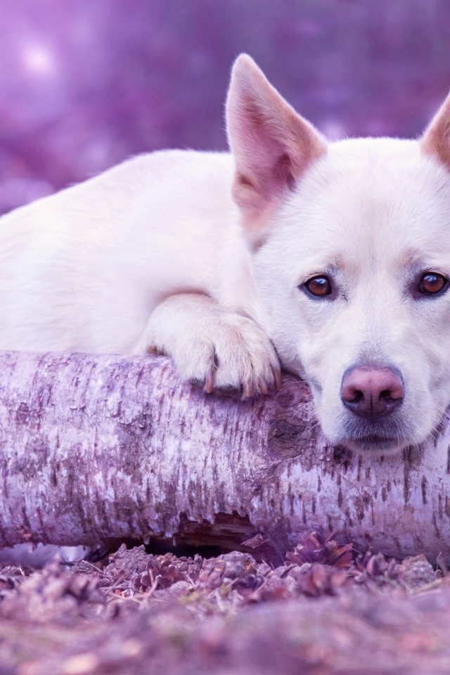 Грустная белая овчарка лежит на дереве