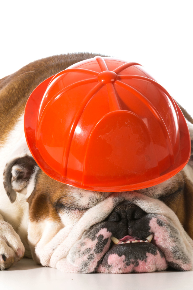 Спящий бульдог в каске на белом фоне