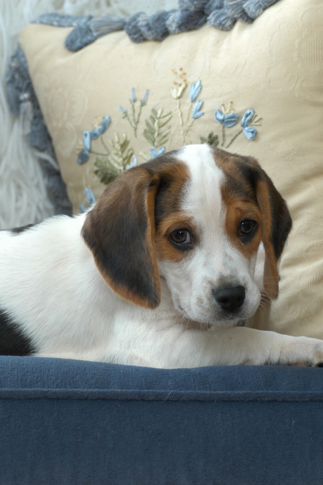 Маленький щенок бигль  лежит на диване с подушками