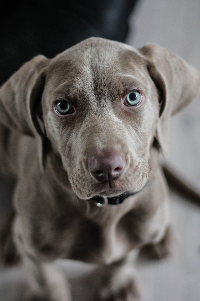 Маленький голубоглазый щенок породы Веймаранер