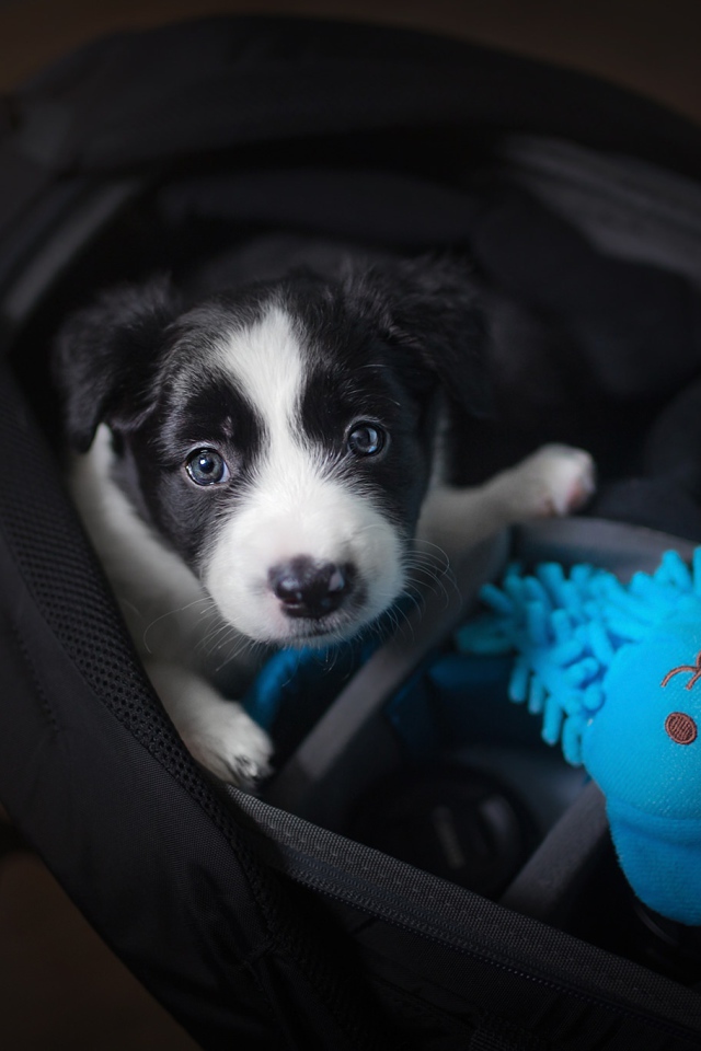 Маленький щенок сидит в сумке 