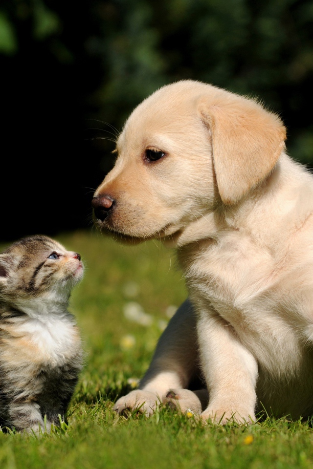Маленький щенок золотистого ретривера и серый котенок на зеленой траве