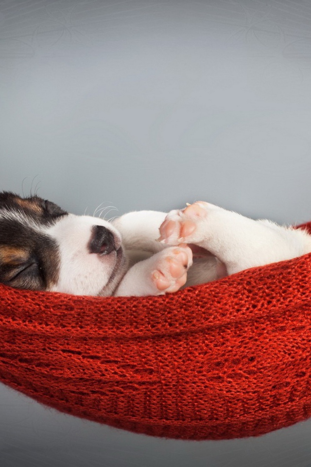 Маленький щенок спит в гамаке на сером фоне