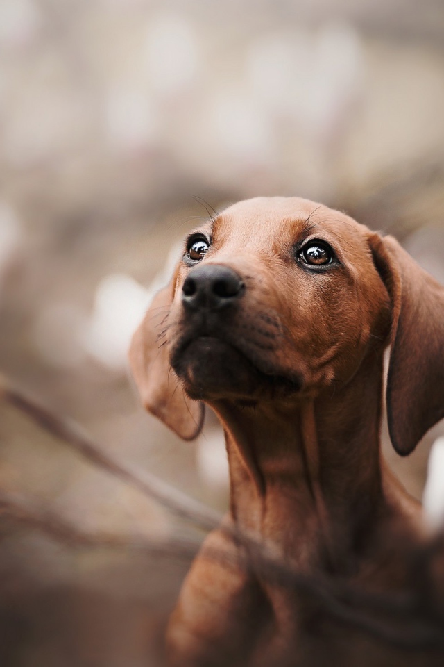 Маленькая грустная такса в розовых цветах