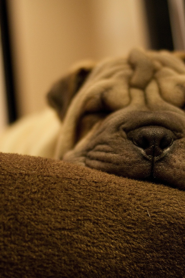 Маленький спящий щенок шарпея