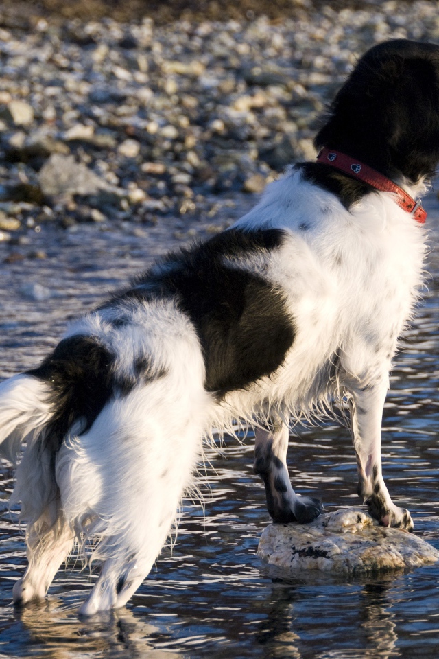 Охотничья собака породы стабихун стоит в воде