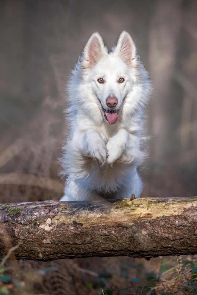 Белая овчарка перепрыгивает через упавшее дерево 
