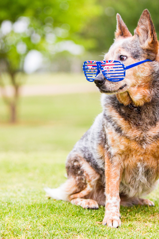 Австралийская пастушья собака  в очках на зеленой траве