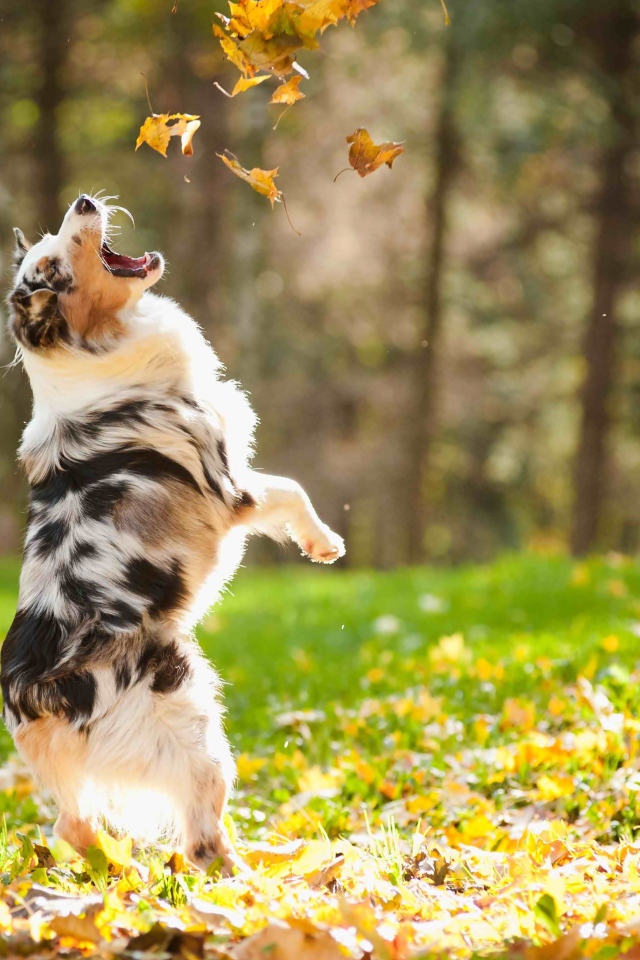 Австралийская овчарка ловит желтые листья