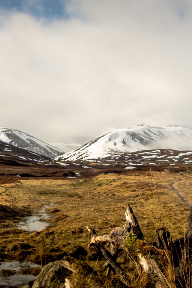 Австралийская овчарка на фоне заснеженных гор