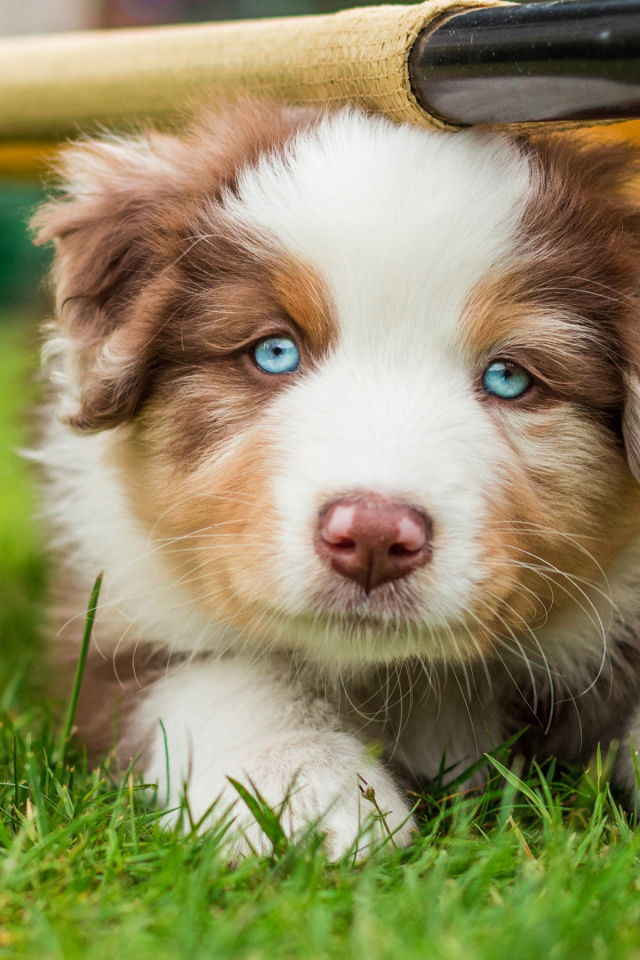 Щенок Австралийской овчарки с мячиком на зеленой траве