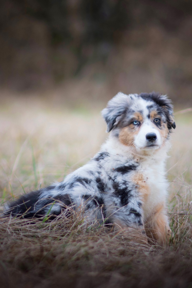 Щенок австралийской овчарки с разными глазами сидит на сухой траве