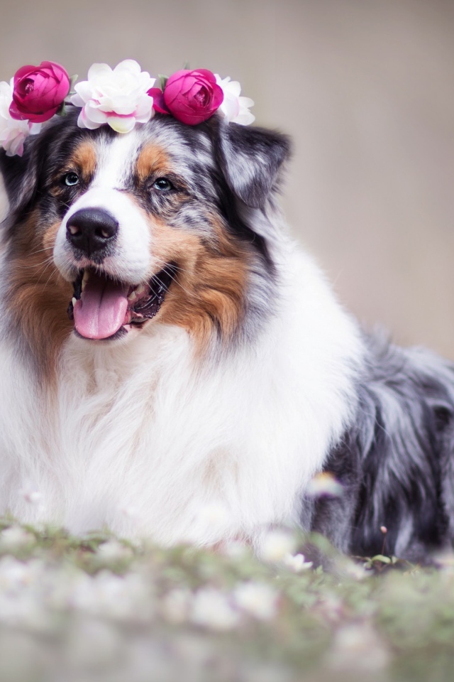Австралийская овчарка с венком на голове 