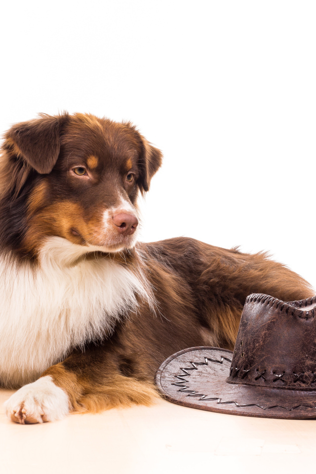 Австралийская Овчарка с ковбойской шляпой на белом фоне