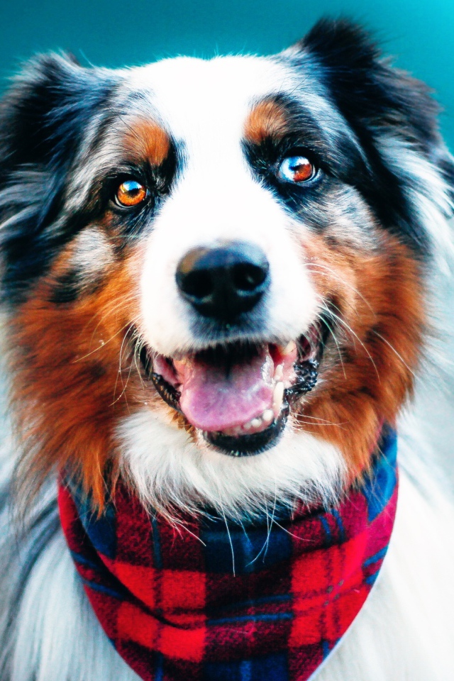 Австралийская овчарка с высунутым языком