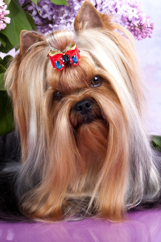 Австралийский шелковистый терьер с цветами сирени и тюльпанами