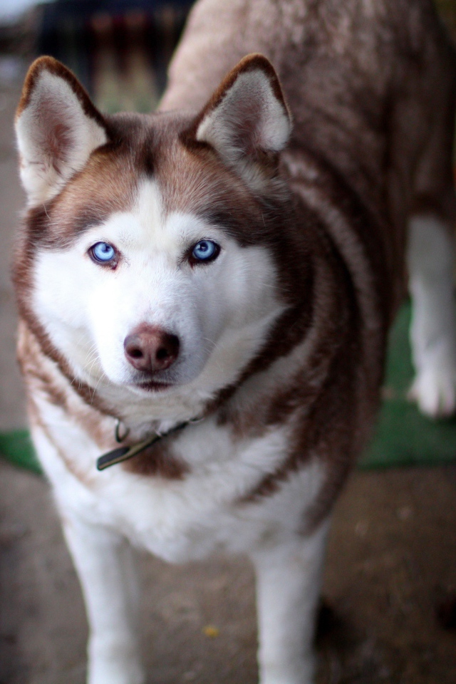 Красивый голубоглазый хаски